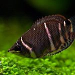 CHOCOLATE GOURAMI