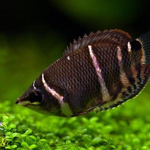 CHOCOLATE GOURAMI