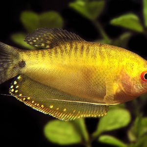 GOLDEN GOURAMI