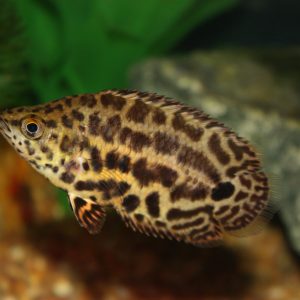 LEOPARD CTENOPOMA