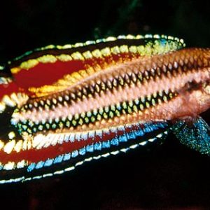 LICORICE GOURAMI