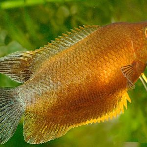 ORANGE THICK LIPPED GOURAMI