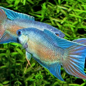PARADISE FISH