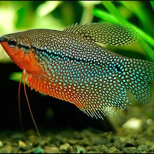 PEARL GOURAMI