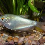 MOON LIGHT GOURAMI