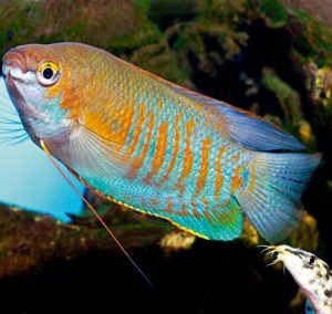 THICK LIPPED GOURAMI