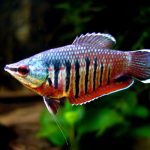VALLIANTI GOURAMI