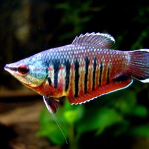 VALLIANTI GOURAMI