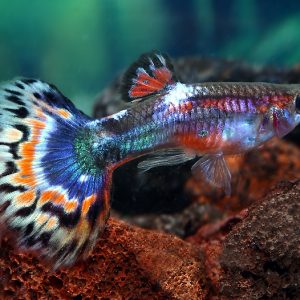 VARIEGATED GUPPY