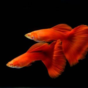 RED BLOOD GUPPY