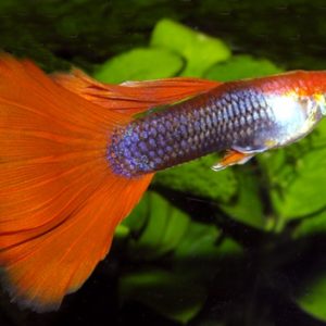 RED TUXEDO NEON GUPPY