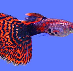 RED MOSAIC GUPPY