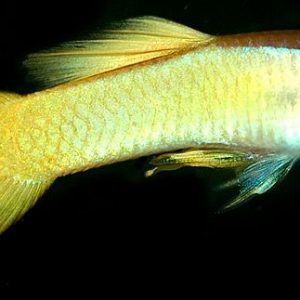 YELLOW COLOR GUPPY