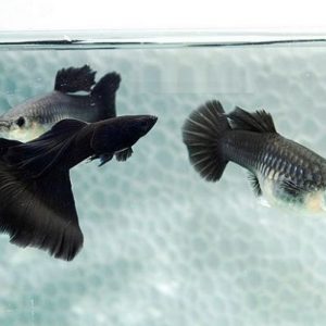 BLACK MOSCOW GUPPY