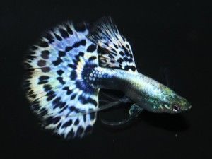 PURPLE MOSAIC GUPPY