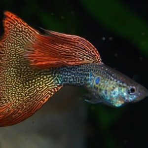 CHILLY PLATINUM MOSAIC GUPPY