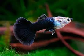 HALF BLACK GUPPY