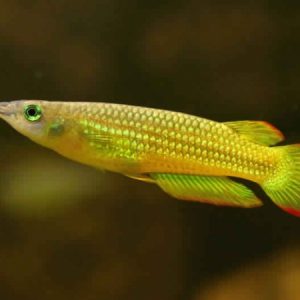 YELLOW PHANCAX