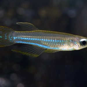 NORMAN'S LAMPEYE BLUE