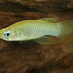 NORMAN'S LAMPEYE ALBINO