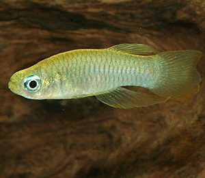 NORMAN'S LAMPEYE ALBINO