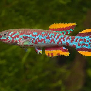 GARDNERI KILLIFISH