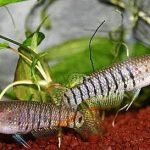 STRIPED PANCHAX
