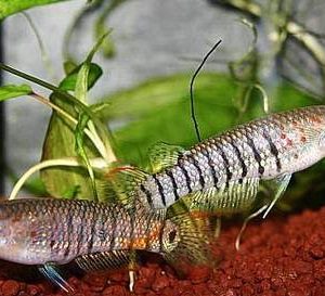 STRIPED PANCHAX