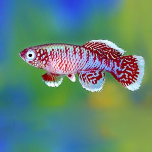 RED EGGERSI