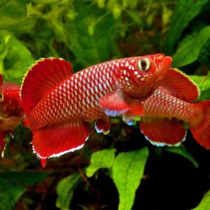 RED KORTHA