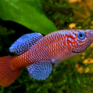 BLUE FIN