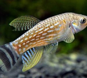 ARABIAN KILLI FISH