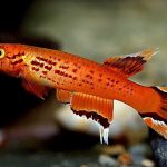 LYERTAIL
