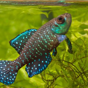 BLACKFIN PEARL KILLI