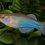 BLUE GREEN LAMPEYE