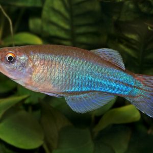 BLUE GREEN LAMPEYE
