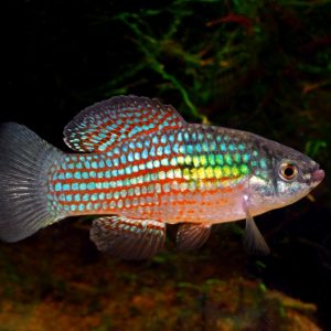 AMERICAN FLAGFISH