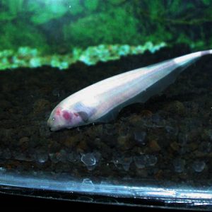 WHITE GHOST