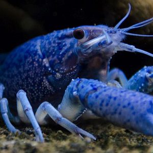 BLUE LOBSTER