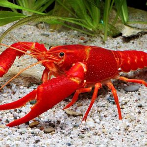 RED LOBSTER