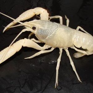 WHITE SNOW LOBSTER