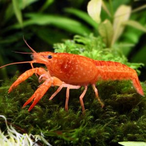 ORANGE NEON LOBSTER