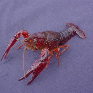 PURPLE LOBSTER