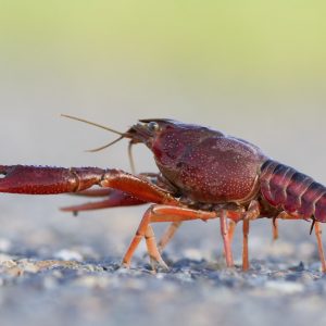 RED CLAW LOBSTER