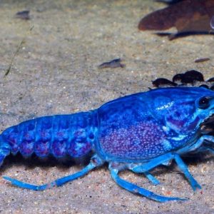 BLUE YABBY