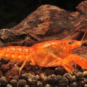 ORANGE LOBSTER