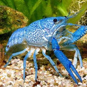 BLUE MOON LOBSTERBLUE MOON LOBSTER