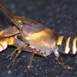 TIGER ZEBRA LOBSTER
