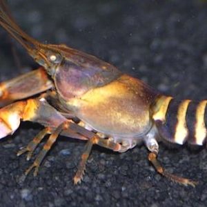 TIGER ZEBRA LOBSTER