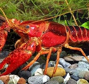 RED CHILI LOBSTER